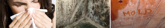 Home Mold in NC, including Brevard, Franklin & Cullowhee.