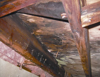 mold and rot in a Brevard crawl space