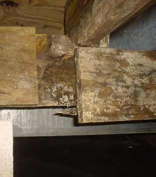 Extensive basement rot found in Sylva by Dry Crawl Spaces