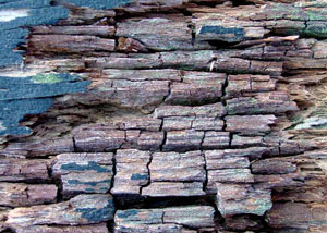 Dry rot damaging wood in Balsam Grove