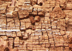 Wood severely damaged by dry rot damage in Dillsboro