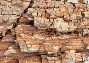 Dry rot damage on wood in Cedar Mountain