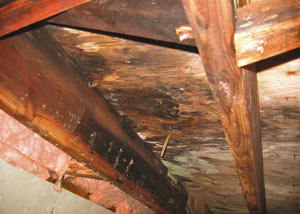 Extensive crawl space rot damage growing in Highlands