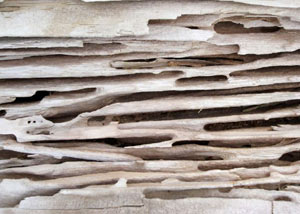 Carpenter ant tunnels and galleries in structural wood in a Highlands home