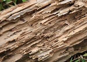 Termite-damaged wood showing rotting galleries outside of a Cedar Mountain home