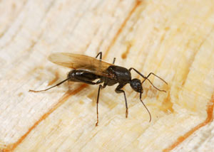 Closeup of a carpenter ant breeder in Otto