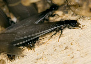 Closeup view of a termite new queen breeder in Scaly Mountain