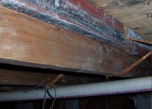 Rotting, decaying wood from mold damage in Cullowhee